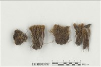 藏品(日本蝦苔)的圖片